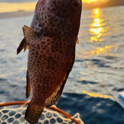 久しぶりの紀北ボート釣行