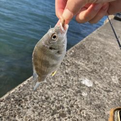 夜釣りと投げ釣り