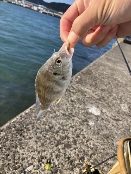 夜釣りと投げ釣り