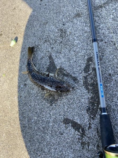 カワハギ終盤戦、アジと共に