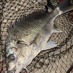 ヘチってきました