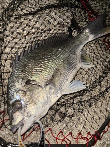 ヘチってきました