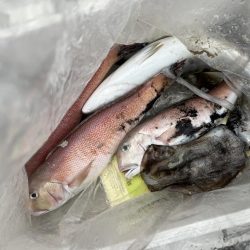 昼からの釣果