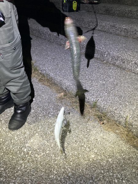 貝塚水路　夜釣り