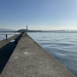 岸和田一文字でサゴシとハマチ!