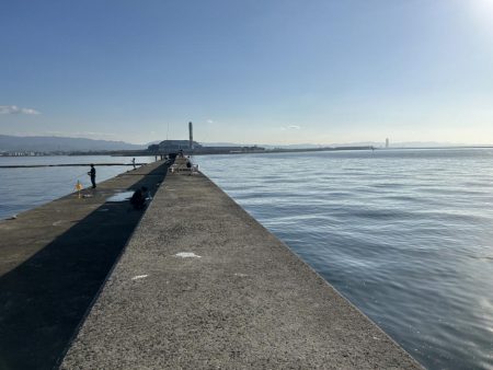 岸和田一文字でサゴシとハマチ!