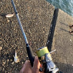 シロギスタ:久々の沖堤防