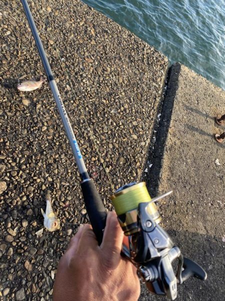 シロギスタ:久々の沖堤防