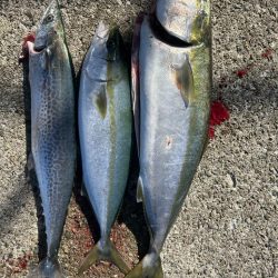 メジロ、ハマチ、サゴシ！