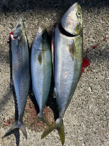 メジロ、ハマチ、サゴシ！