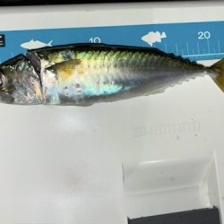 サバをかわしてアジ