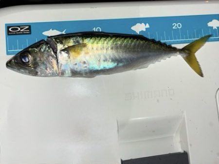 サバをかわしてアジ