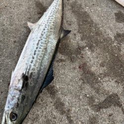 デカアジ、サワラに楽しめました