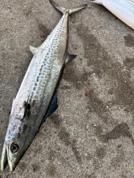 デカアジ、サワラに楽しめました