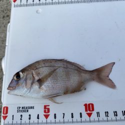 激風のシロギスタ