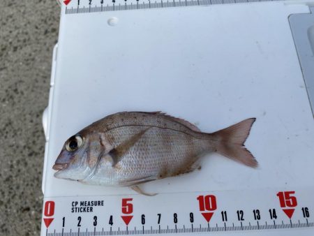 激風のシロギスタ