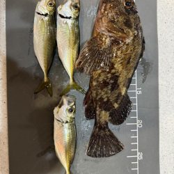 新規開拓アジング