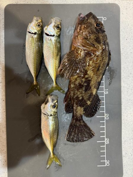 新規開拓アジング