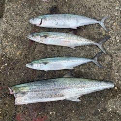 やっとサワラ〜！