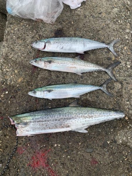 やっとサワラ〜！