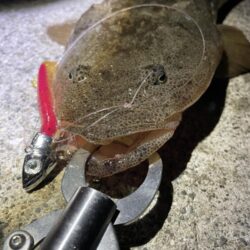 ダイソーＶＪでマゴチ