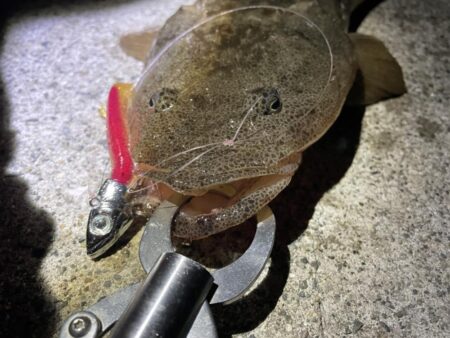 ダイソーＶＪでマゴチ