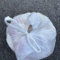 清掃活動：セイゴ、グレ、中アジ釣れてます