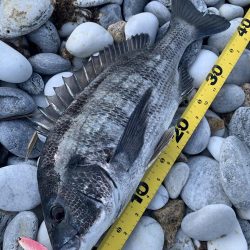 チヌとアコウをスプーンで