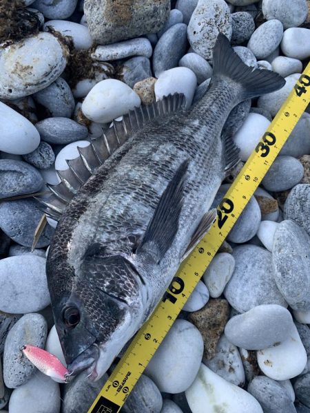 チヌとアコウをスプーンで