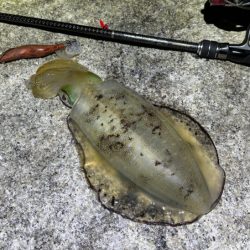 そろそろエギング終了か！？釣り人激減の激渋！