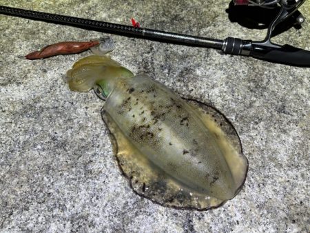 そろそろエギング終了か！？釣り人激減の激渋…