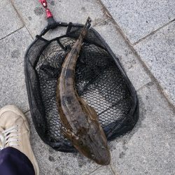 市内河川デカマゴチ！