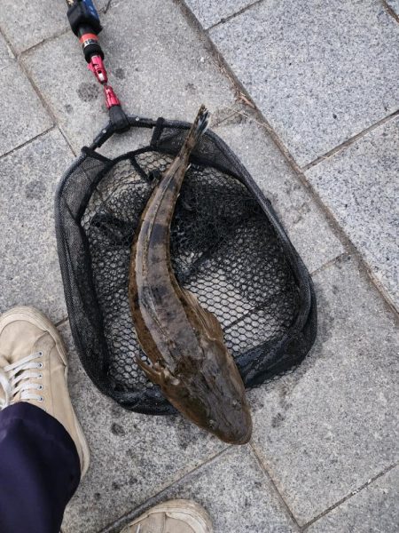 市内河川デカマゴチ！