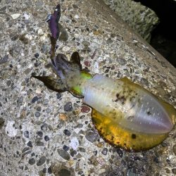 初のポイントで潮が効いたタイミングで連チャン！