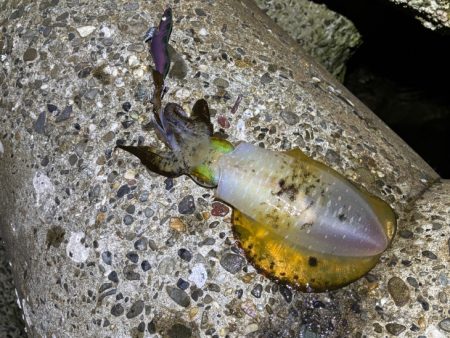 初のポイントで潮が効いたタイミングで連チャ…