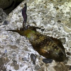 初のポイントで潮が効いたタイミングで連チャン！