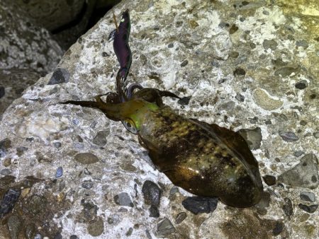 初のポイントで潮が効いたタイミングで連チャン！