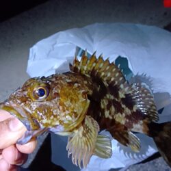 夕暮れ〜穴釣りとフカセ釣り