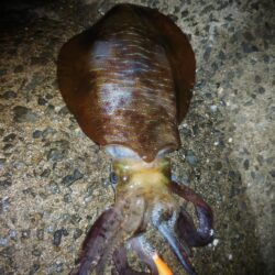 Teamゲッソー調査隊