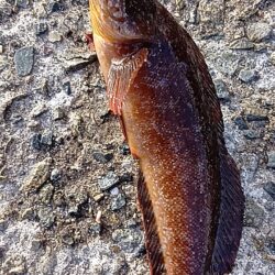 胴付きで高級魚アイナメ