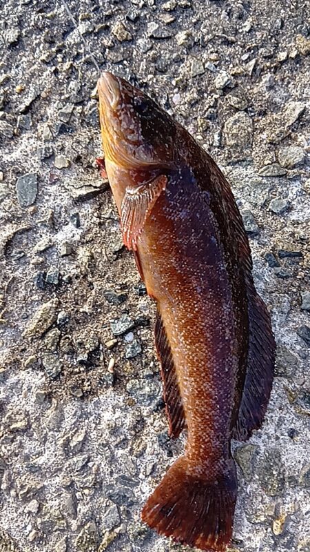 胴付きで高級魚アイナメ