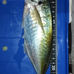 全然ダメでした