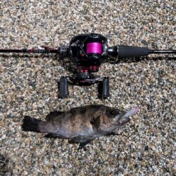 しまなみ海道でのメバリング