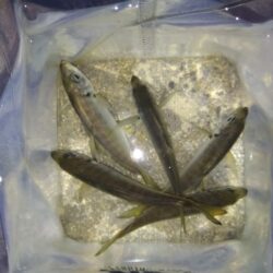 ただ単にアジング