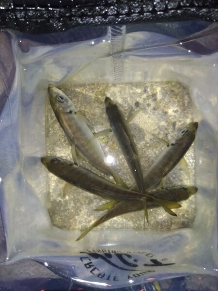 ただ単にアジング