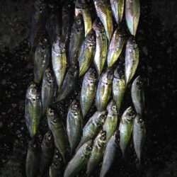 今日は持ち帰るために