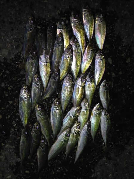 今日は持ち帰るために