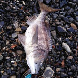 ショアジギング