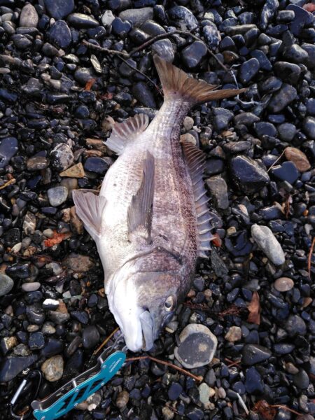 ショアジギング