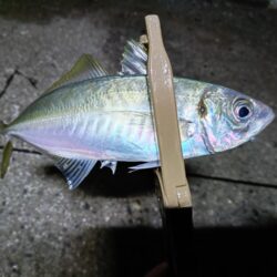 尺まで後ちょっと